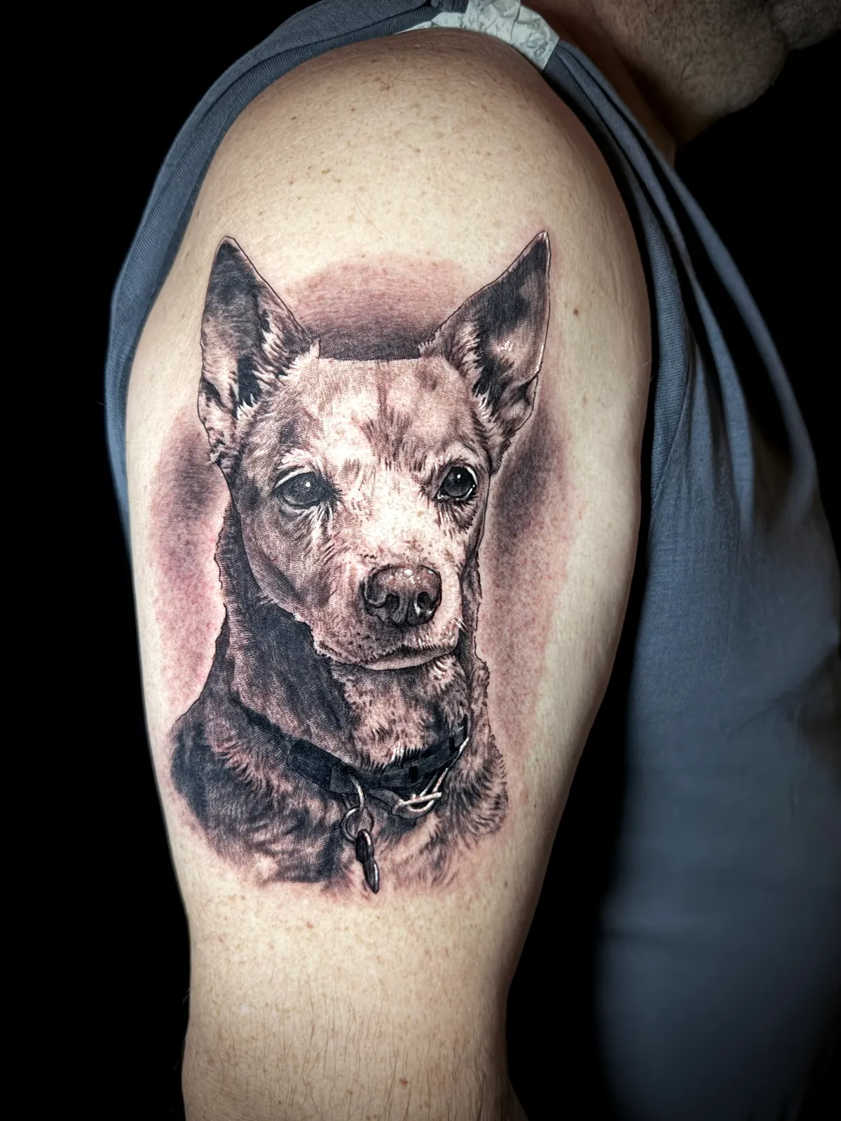 Black and grey realism dog portrait tattoo of chihuahua on upper arm by Paul Michael Andras